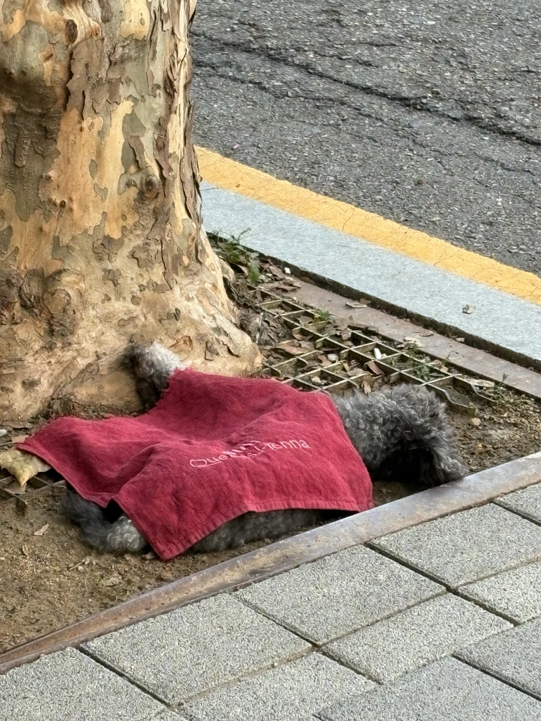 강아지 구조해 주실 분