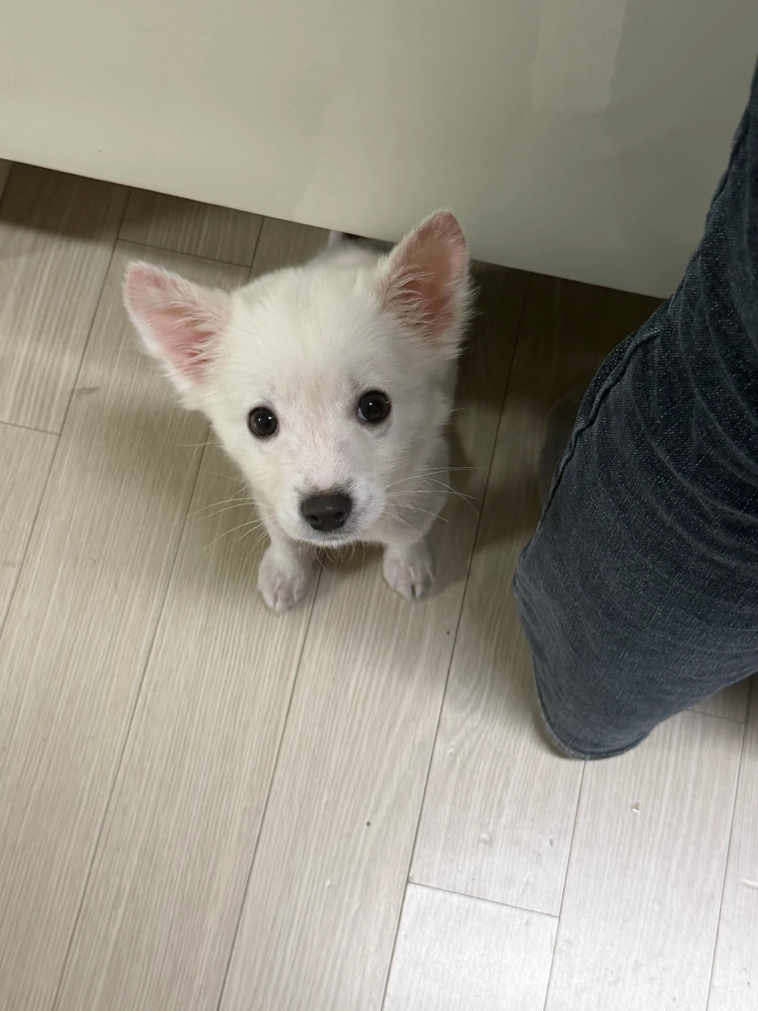 11/1오전~3오전 아기강아지 돌봐주실 분 구합니다