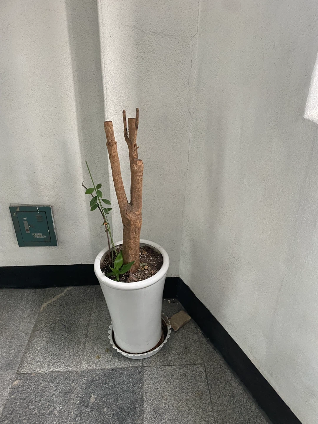 건물 2층 화분 버려주세요
