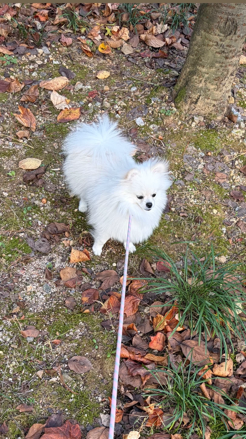 강아지 산책 시켜주실분