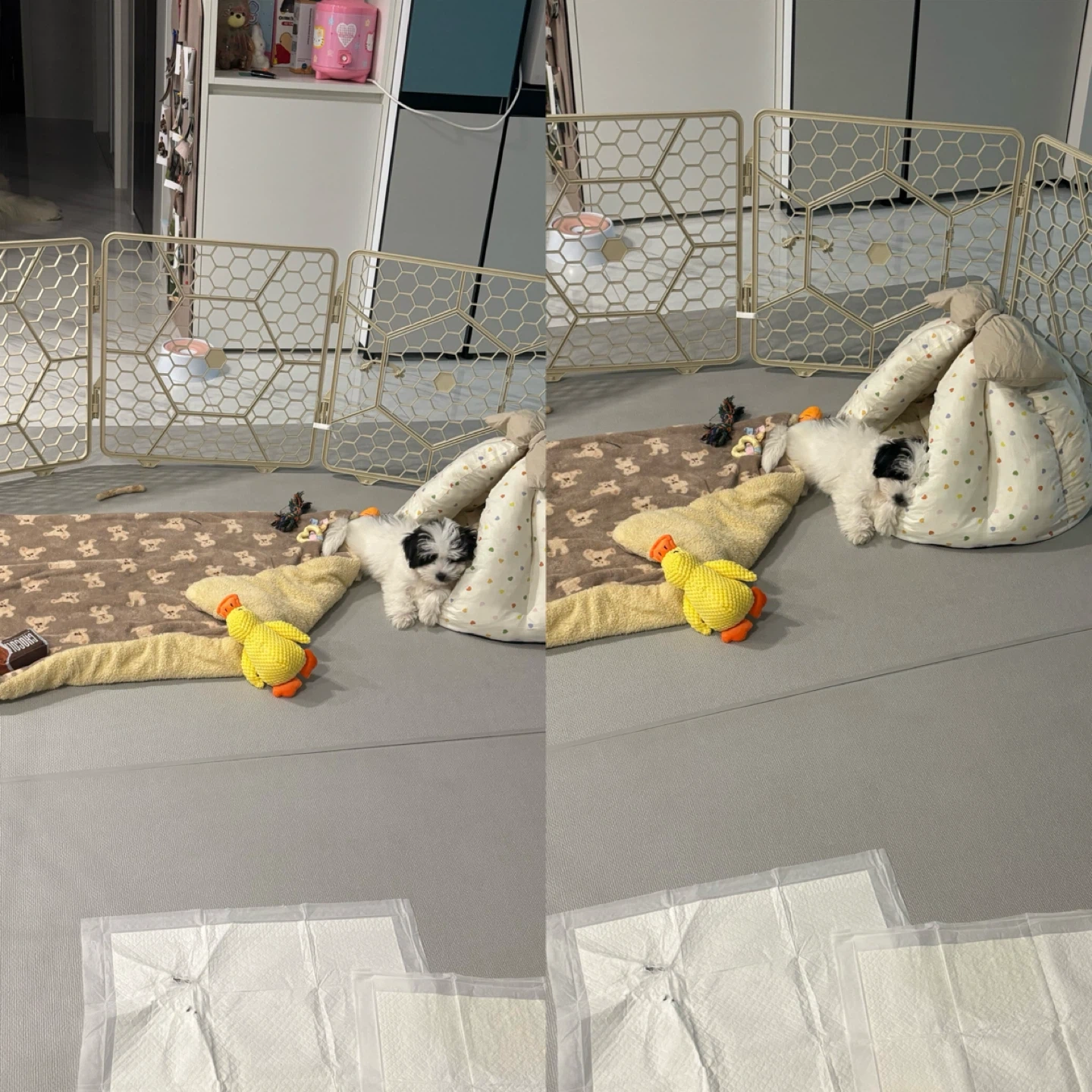 꼬똥 아기강아지 돌봐주실분