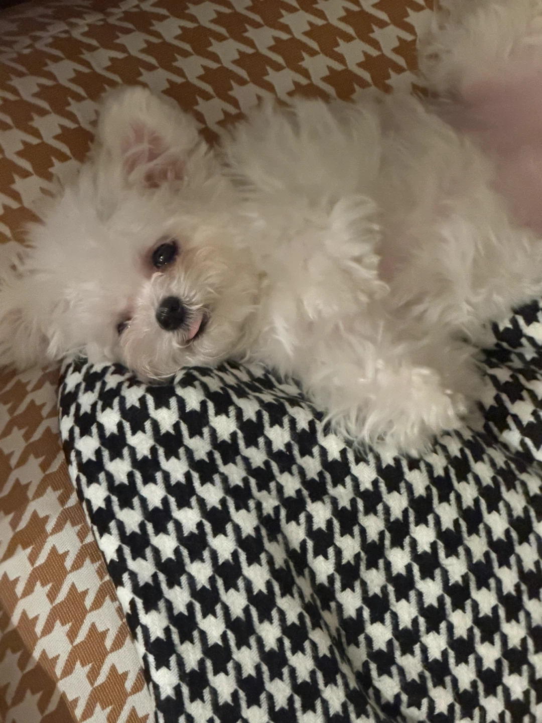 반려동물 분양샵 케어 및 상담직원구해요.
