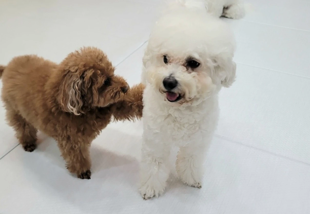 강아지와 하루 놀아주실분