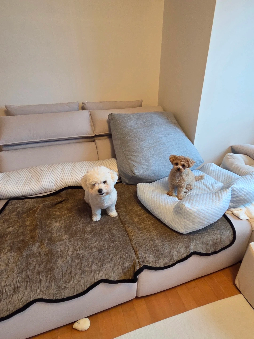 저희집에 소형견 강아지데려와서 놀아주실 분!
