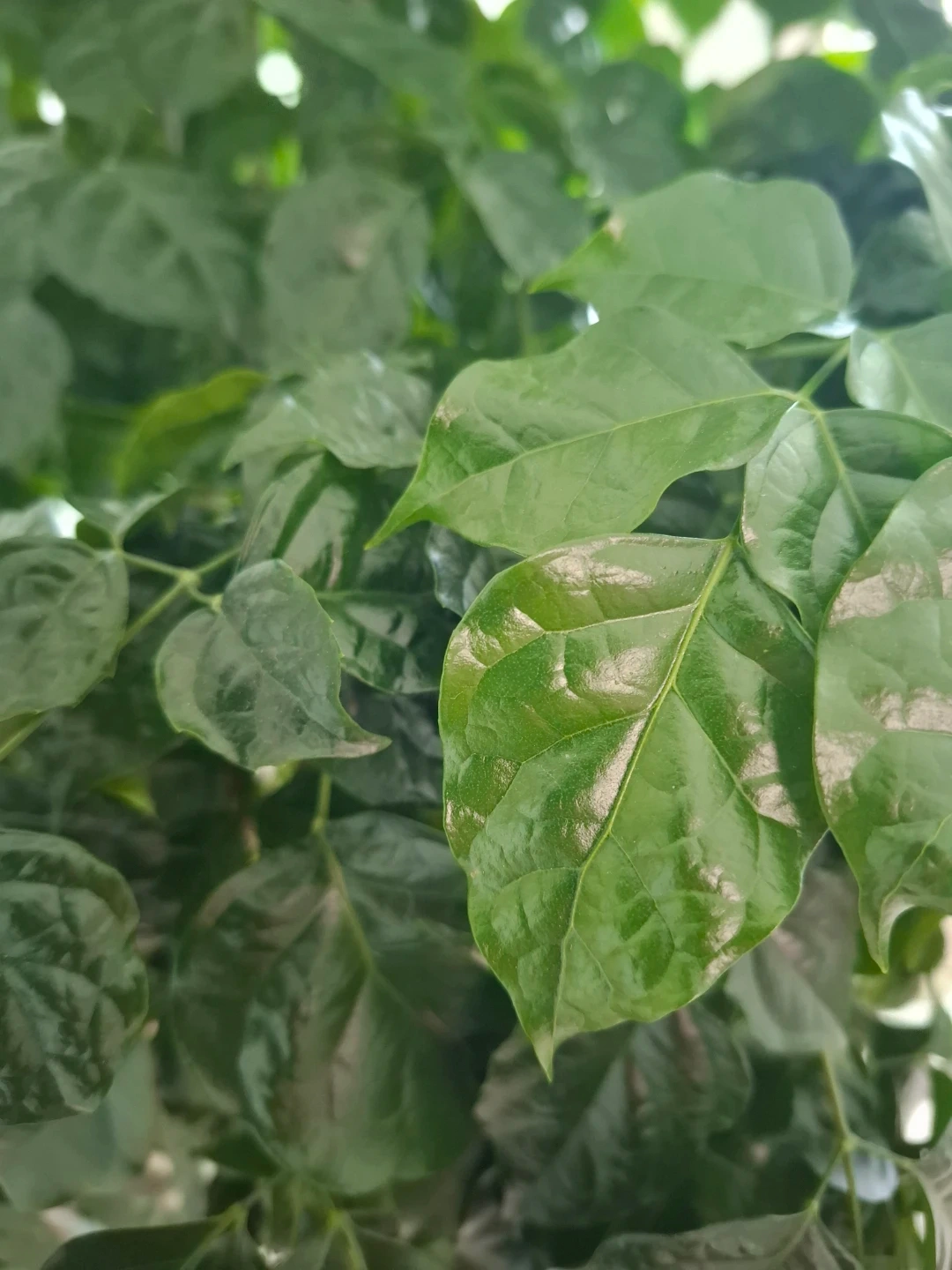 고1/중2 수학 단기 문제풀이 선생님