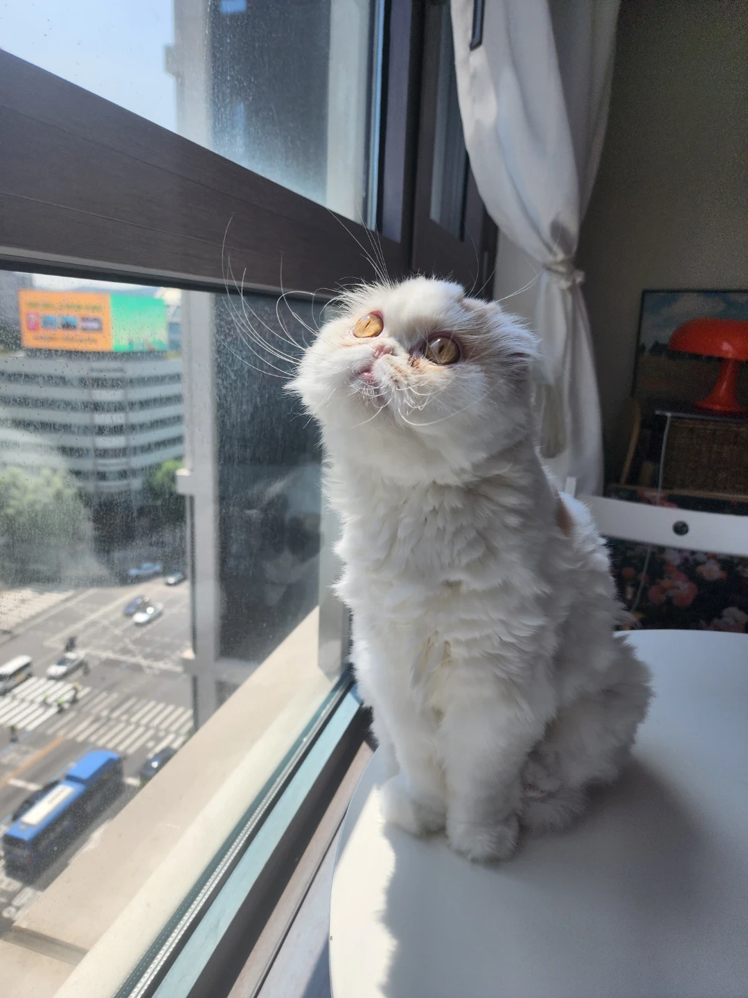 고양이 밥 화장실 돌봄 알바 10월 7일과 8일