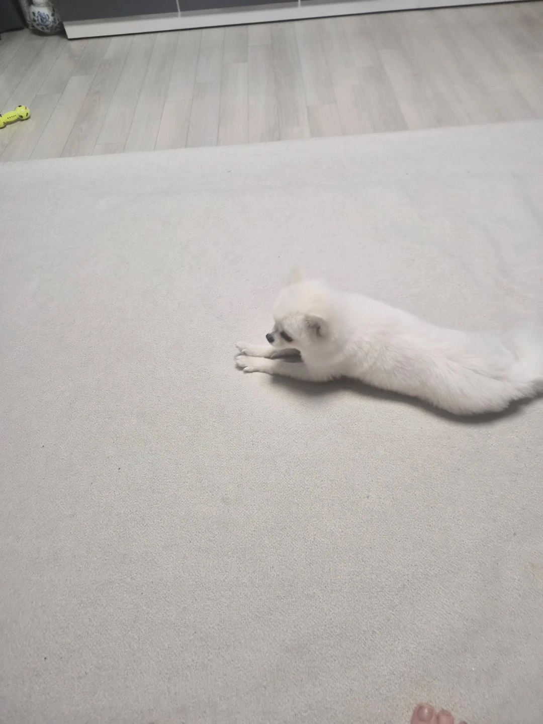 강아지 배변교육 알바해주실분