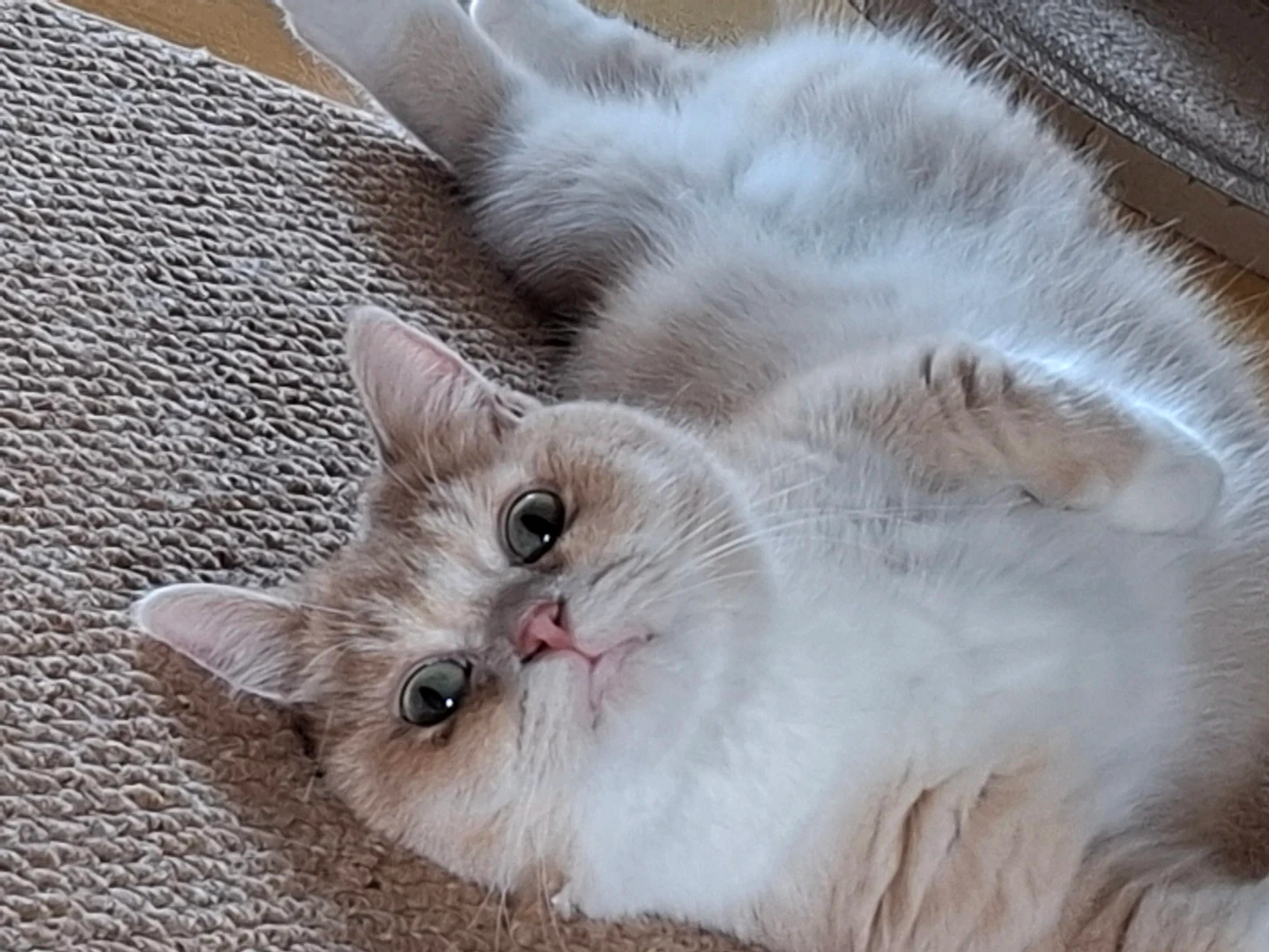귀여운고양이 밥 .사냥놀이.화장실. 챙겨주실분찾아