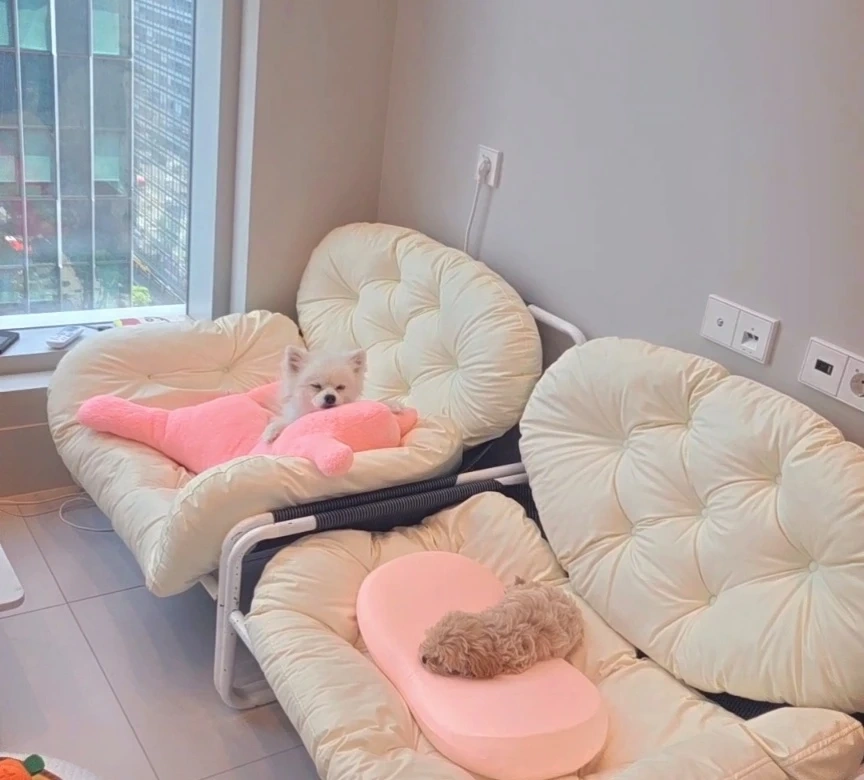 강아지 픽업 도와주실분 급해요 ㅠㅠ