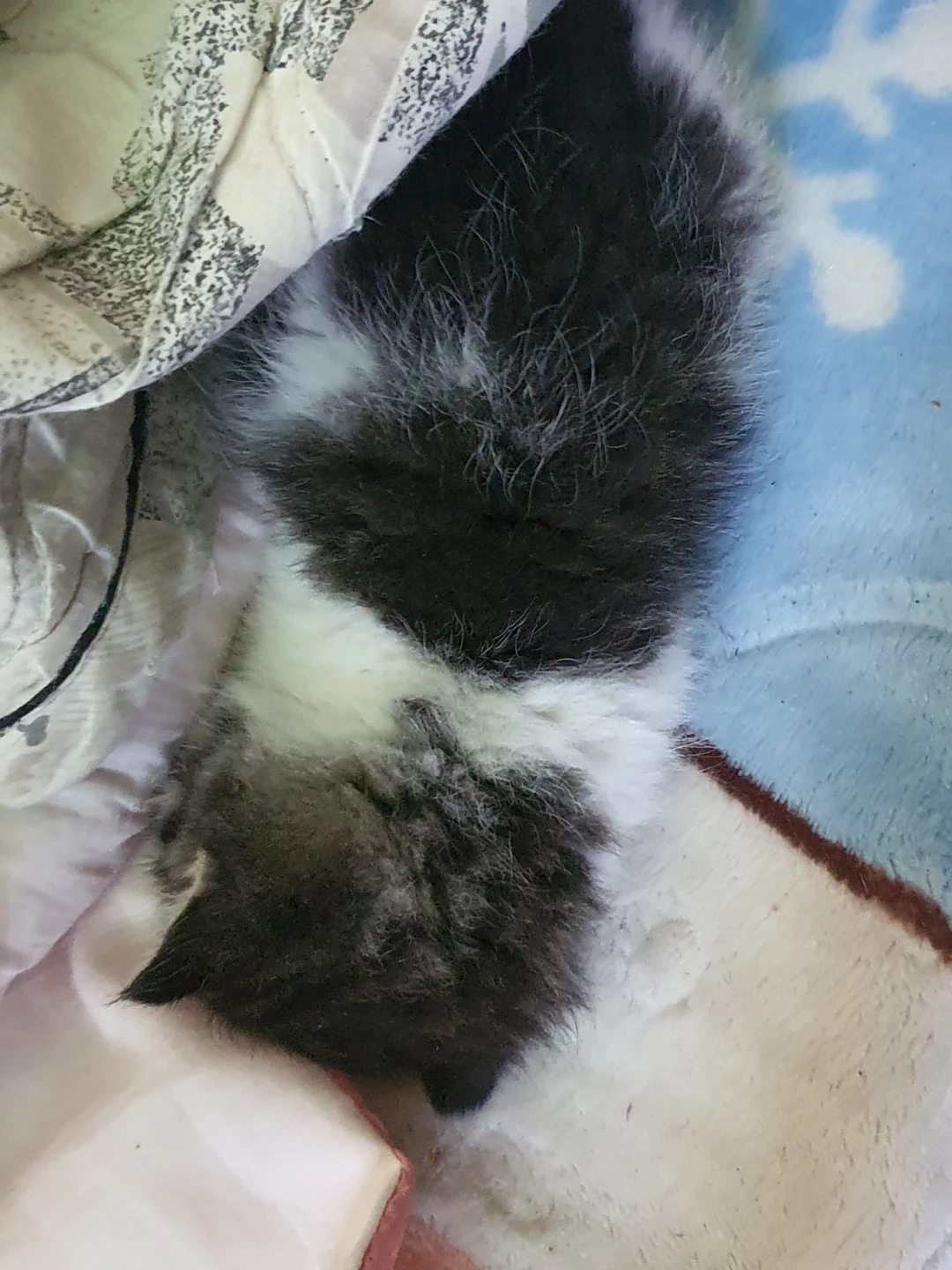 아기고양이 하루 임보가능하신분