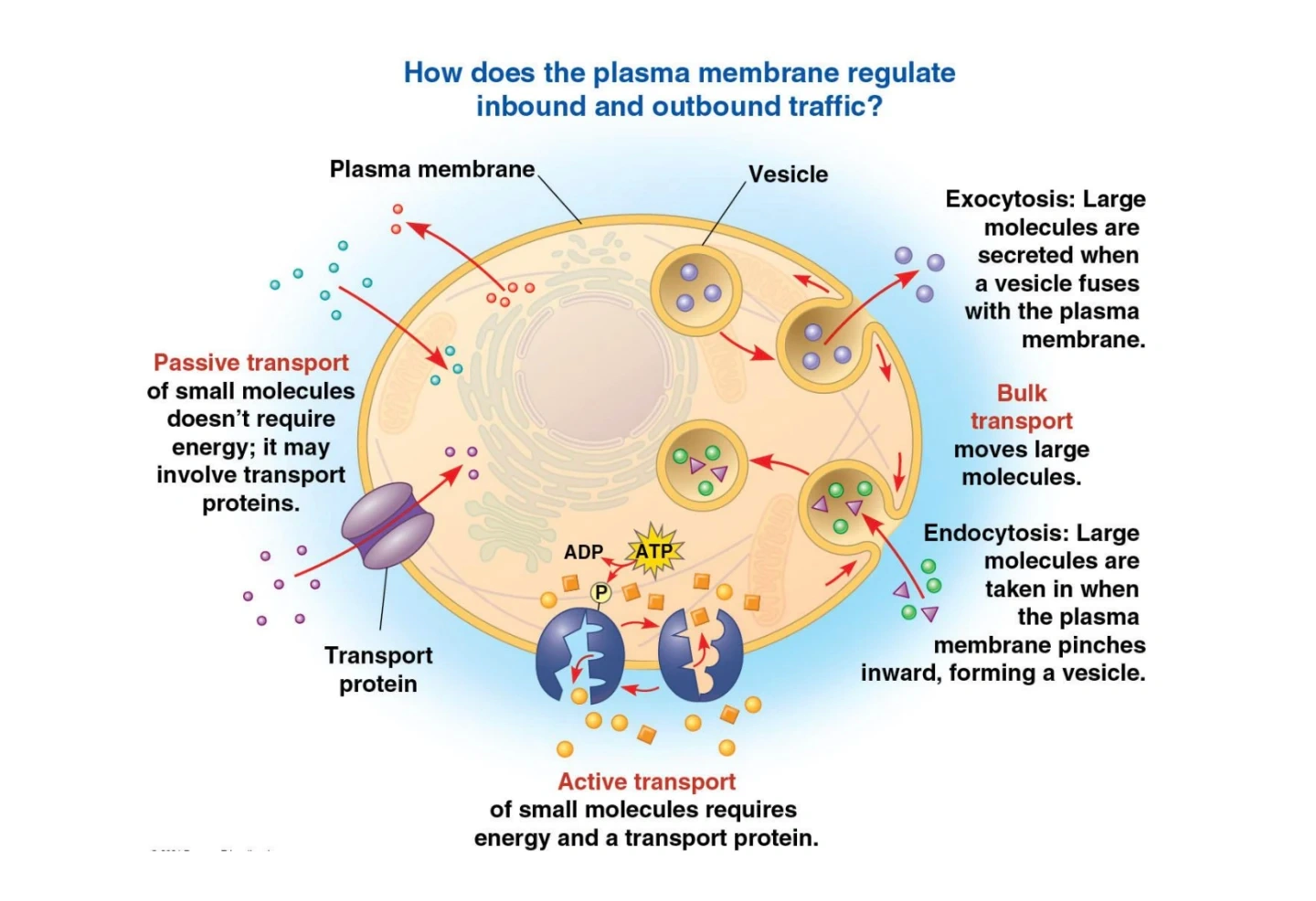 Ap bio unit 1~3 과외 구해요