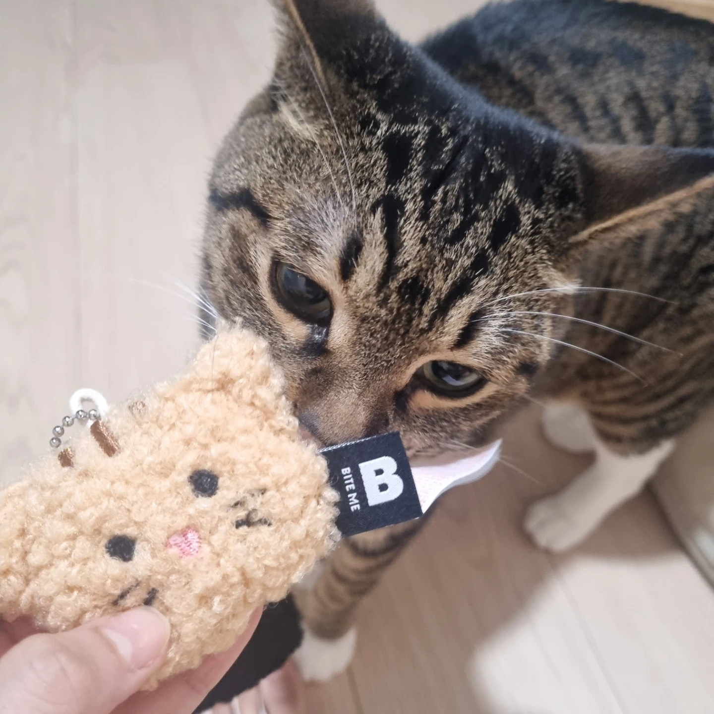 고양이 돌봄 케어. 약투약 필수, 집사님 우대드립니다.
