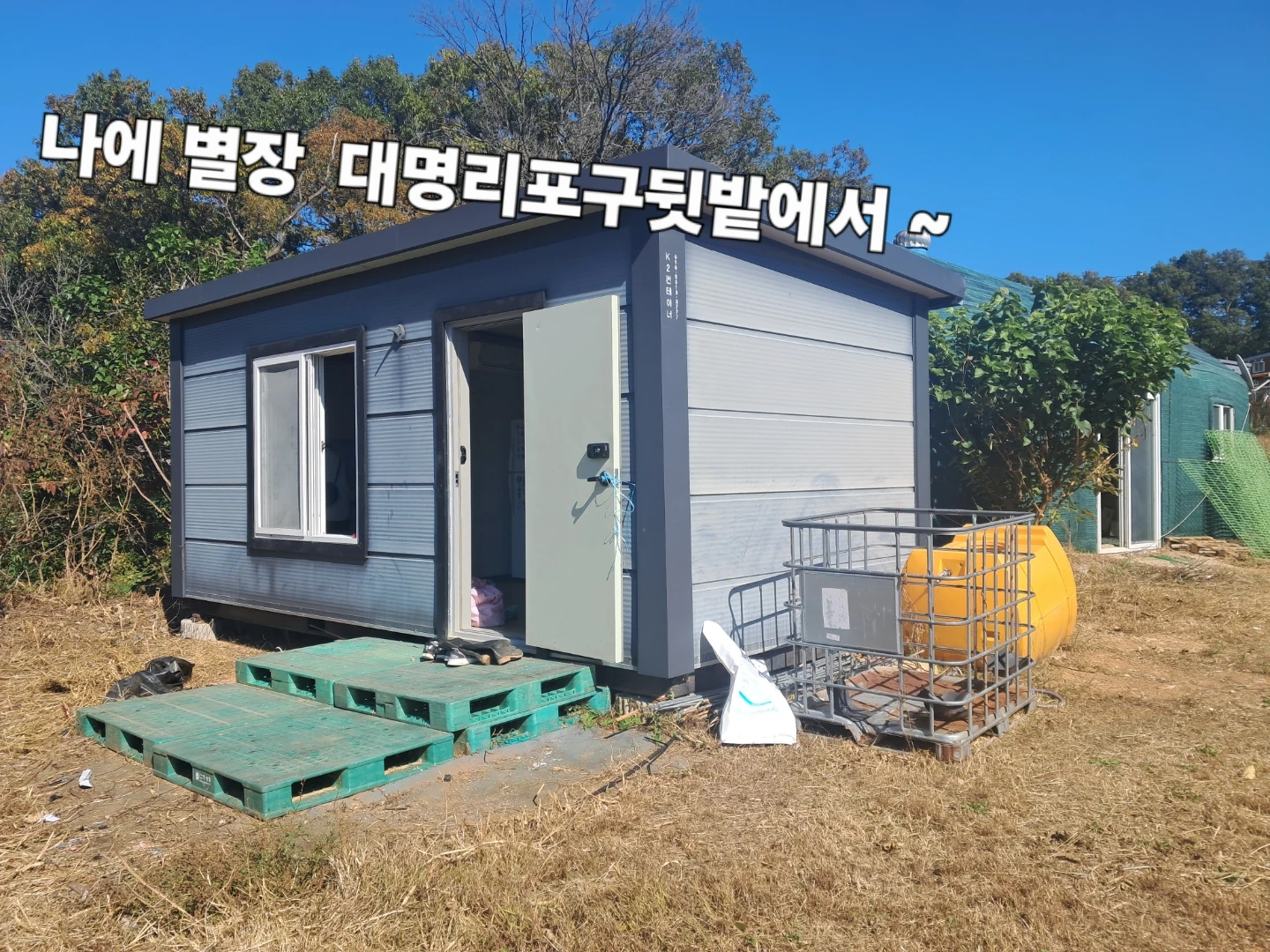 고구마밭 비닐 벗기기