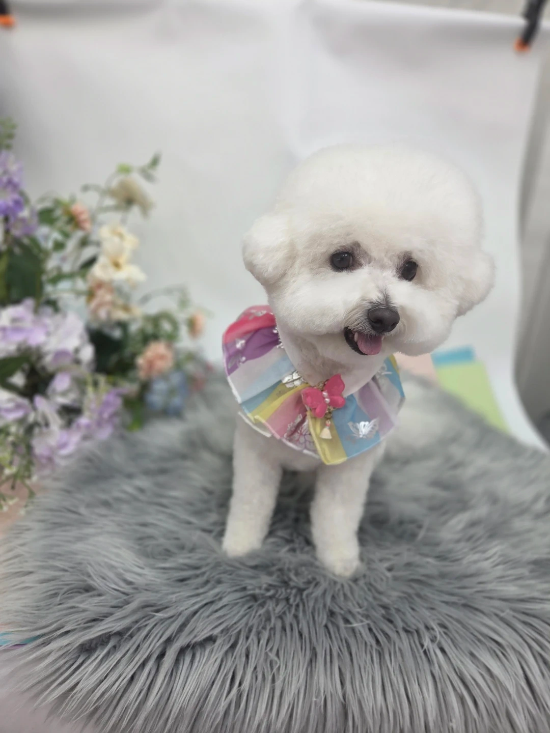 강아지 돌봄해주실분!