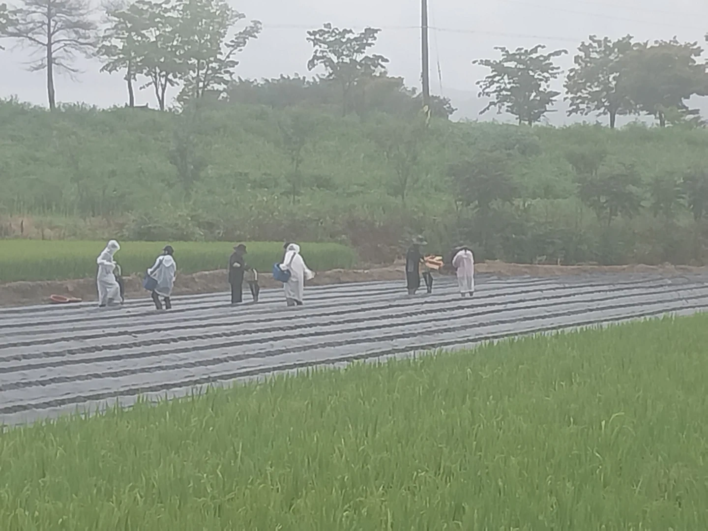 농사일해보실분!! 단감 / 딸기 / 고추
