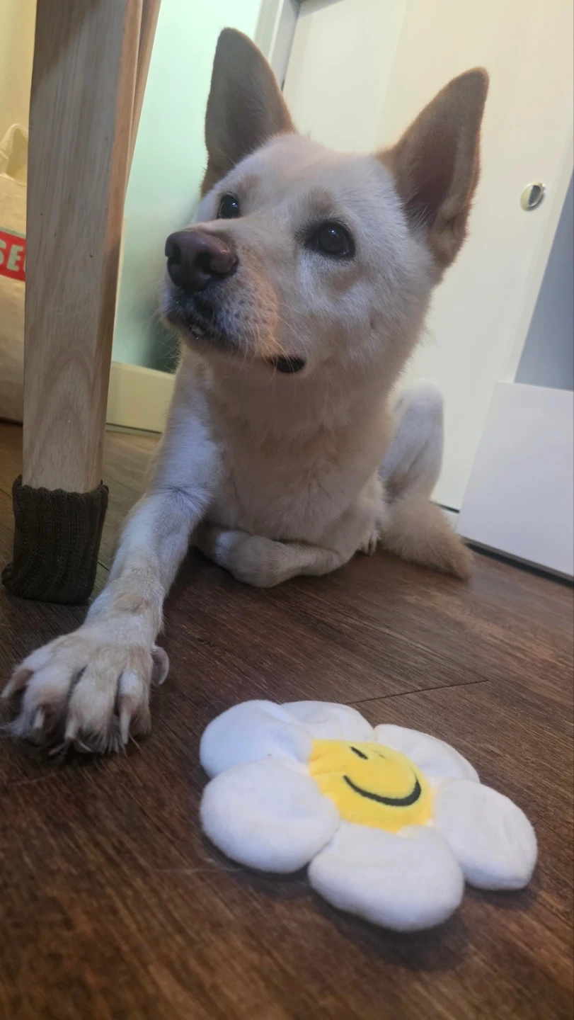 강아지 돌봄 (~1/30까지)