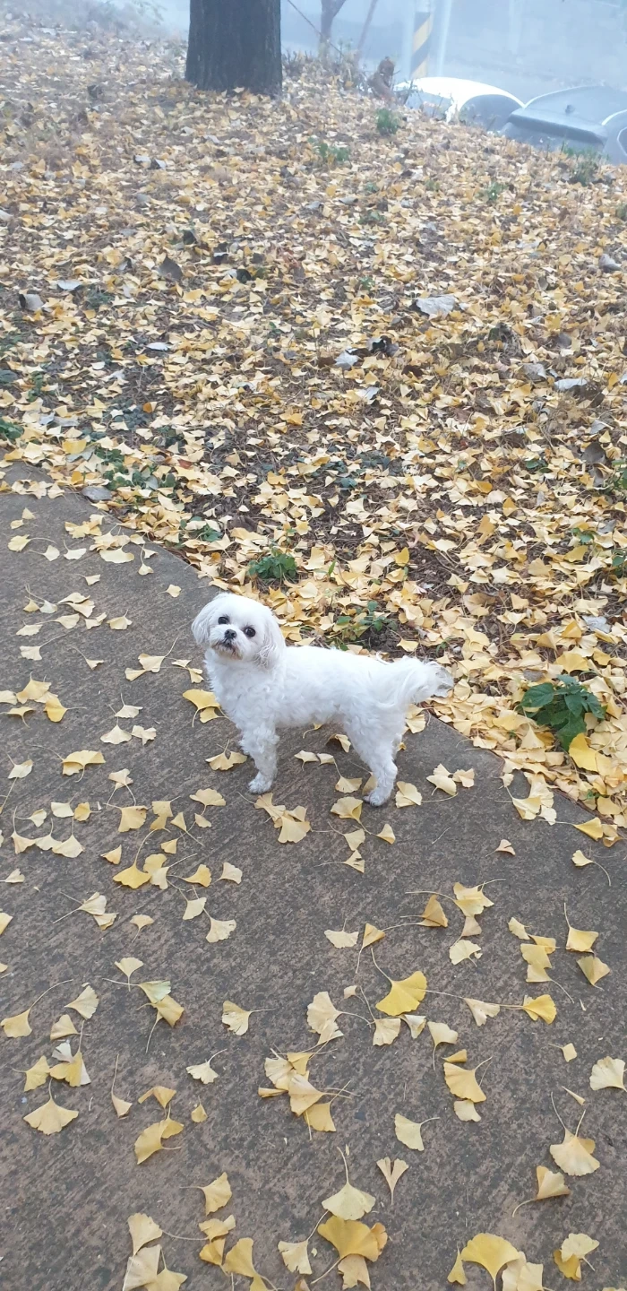 강아지 산책 시켜주실분 구해요.