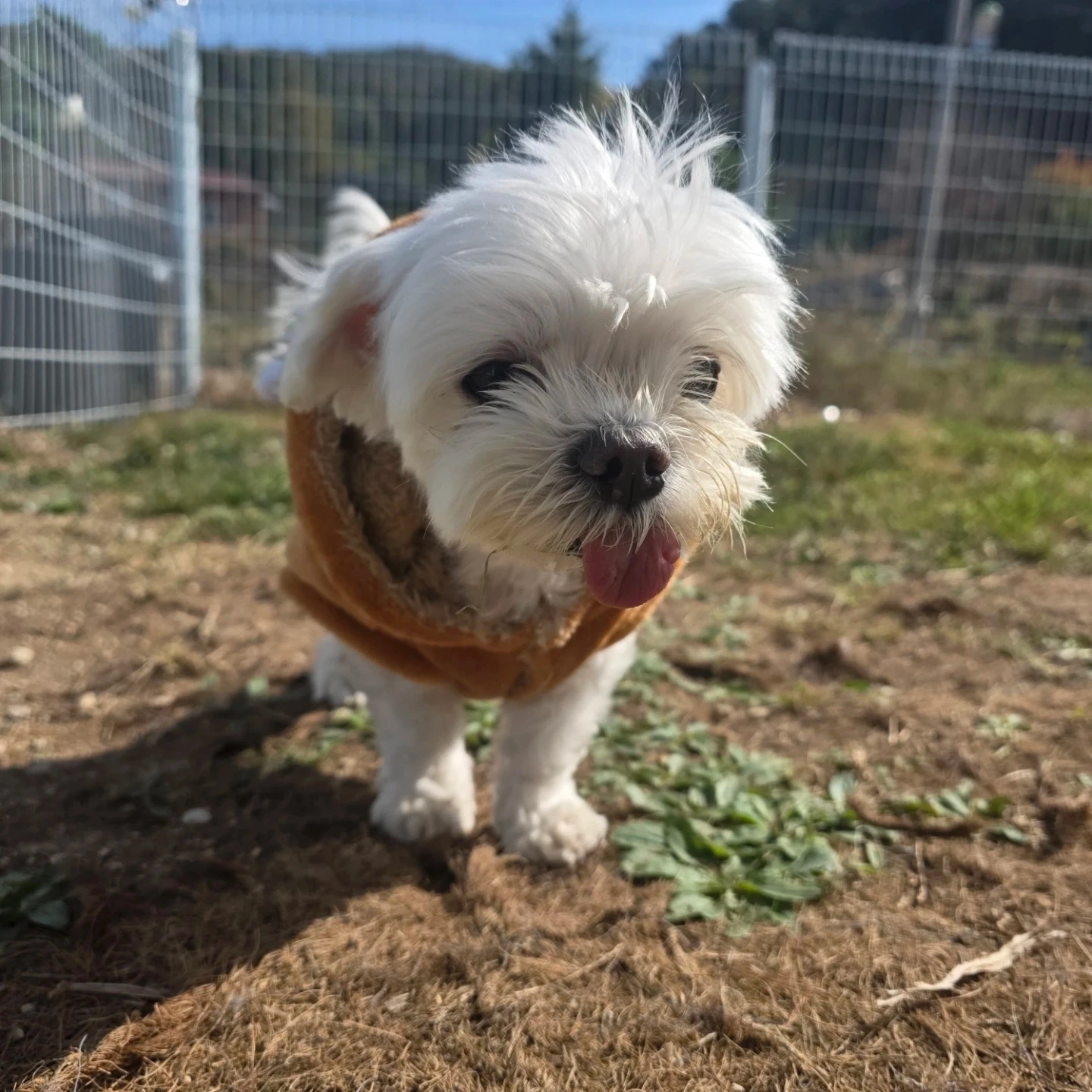 강아지 산책 해 주실 분