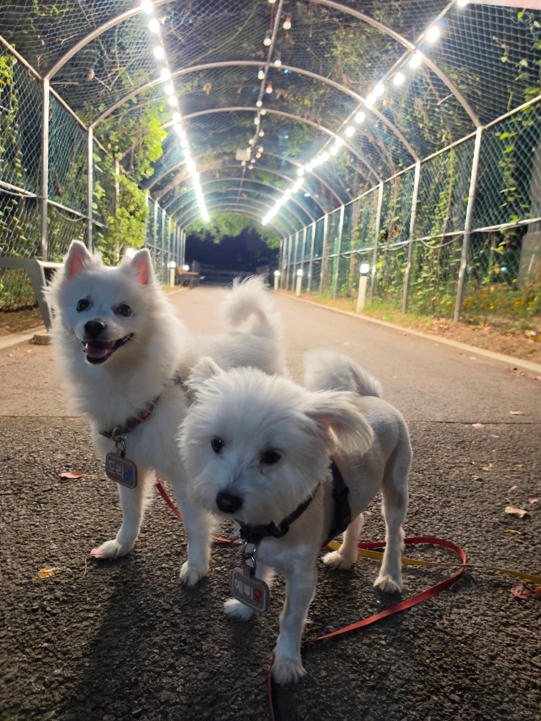 강아지 산책 해주실분 주5회