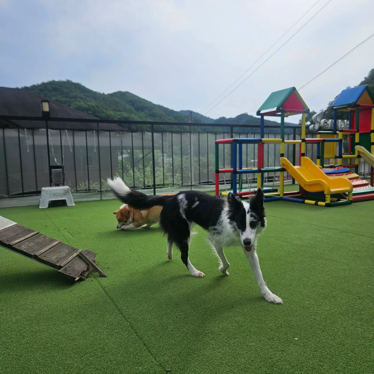 보더콜리 4박 위탁케어 가능하신분