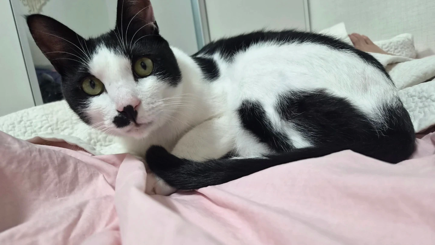 고양이 돌봄