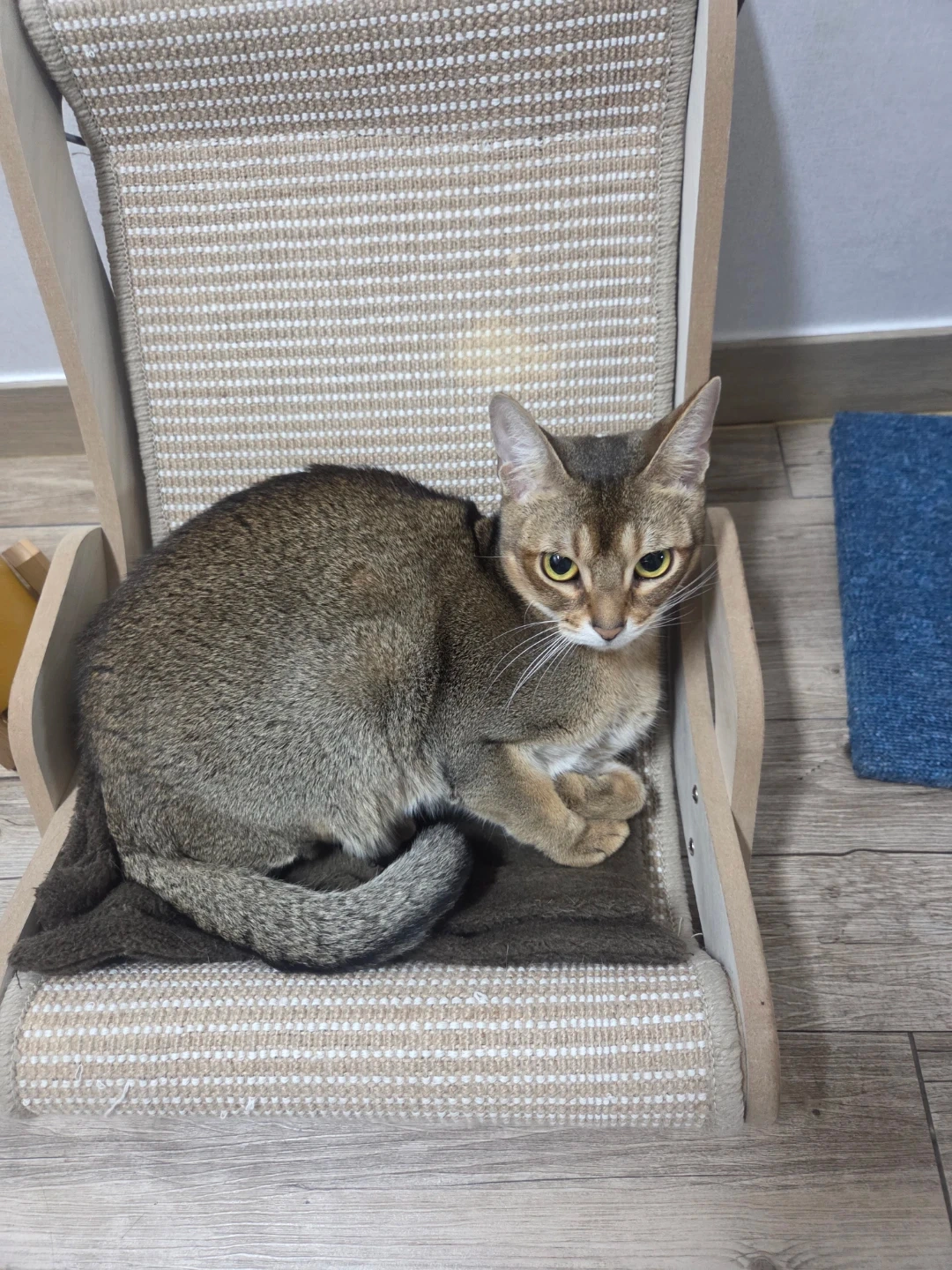 고양이 맞겨주실분구합니다