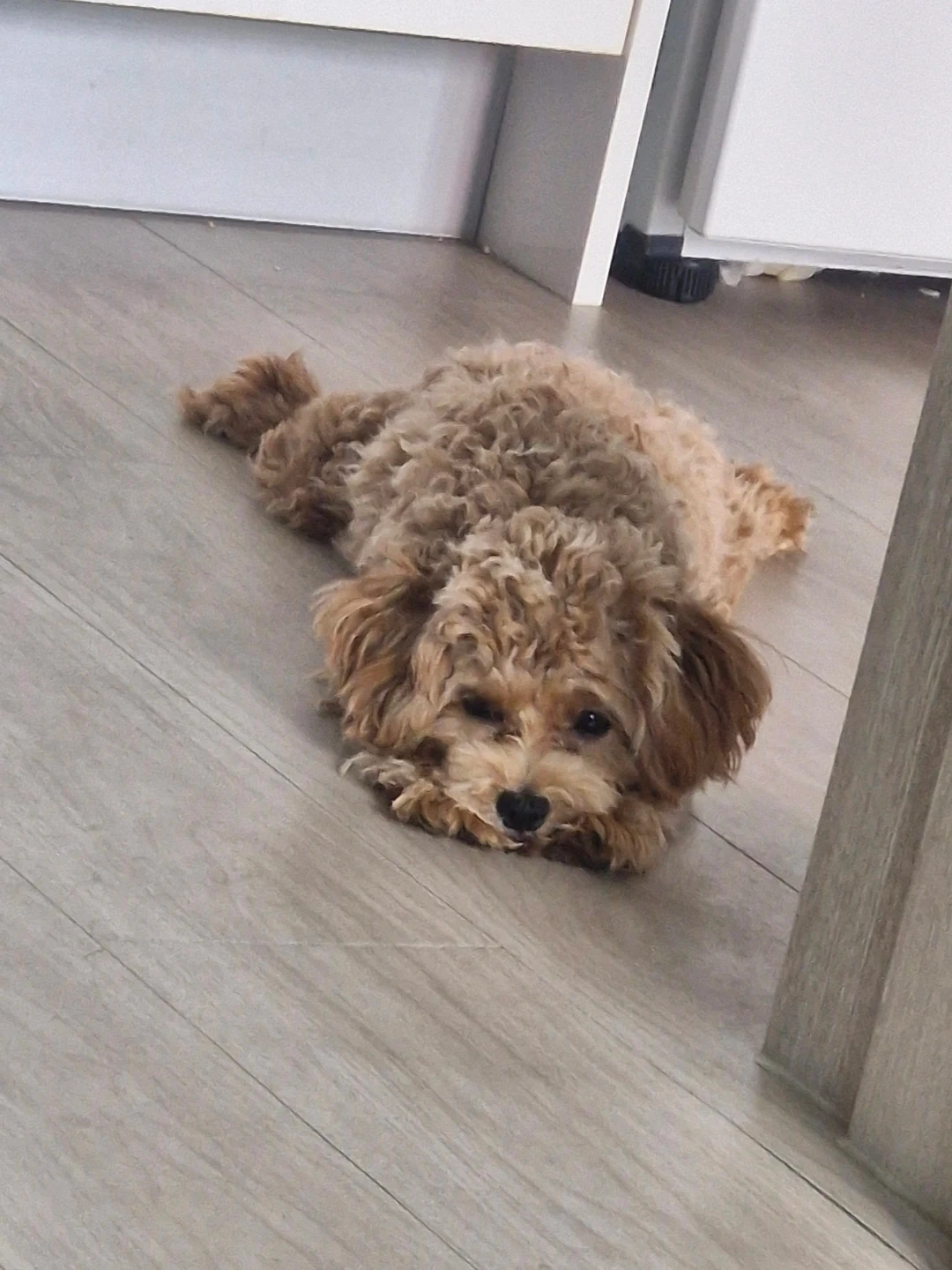 수영역에서 강아지산책해주실분