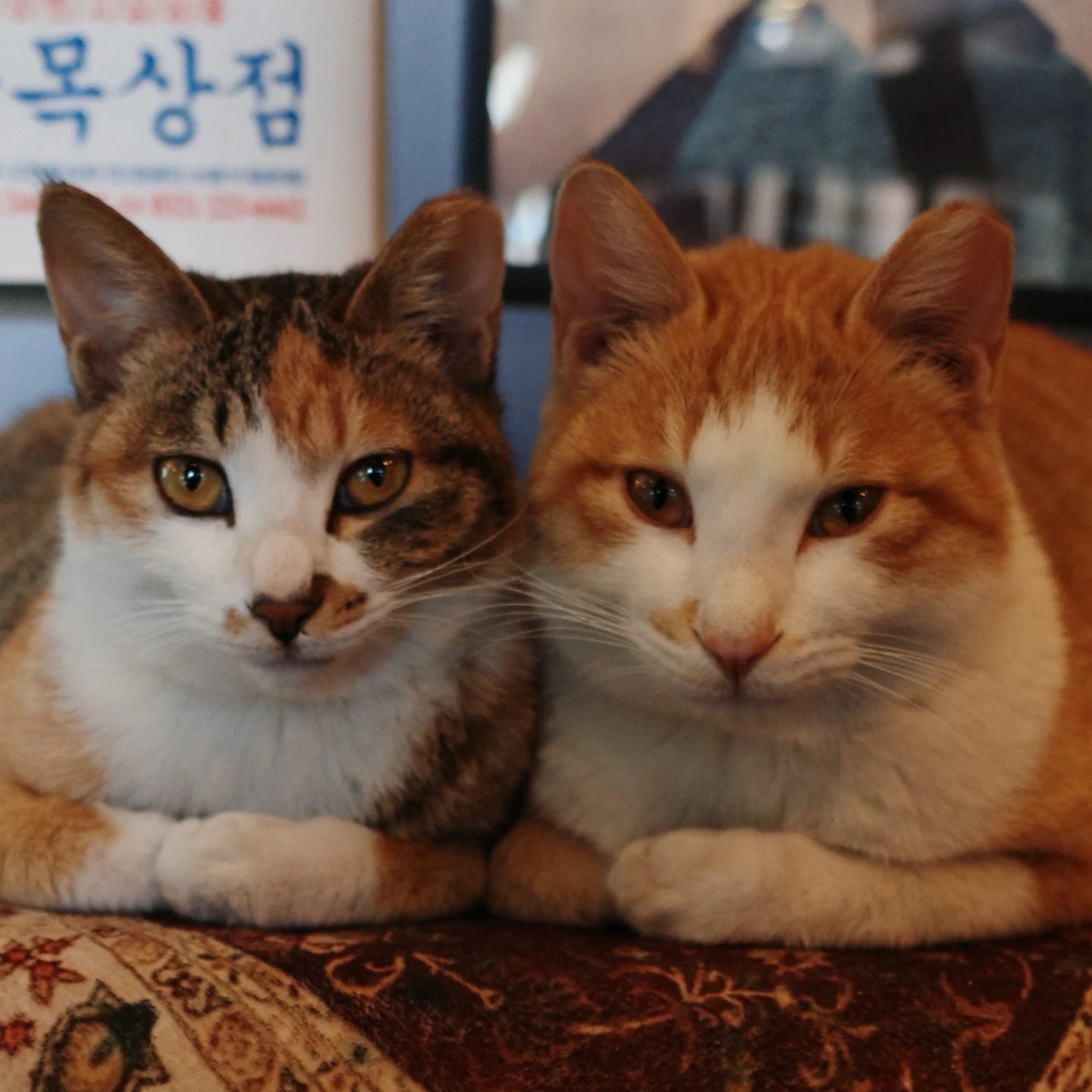 카페 스틸존에서 바리스타를 모집합니다