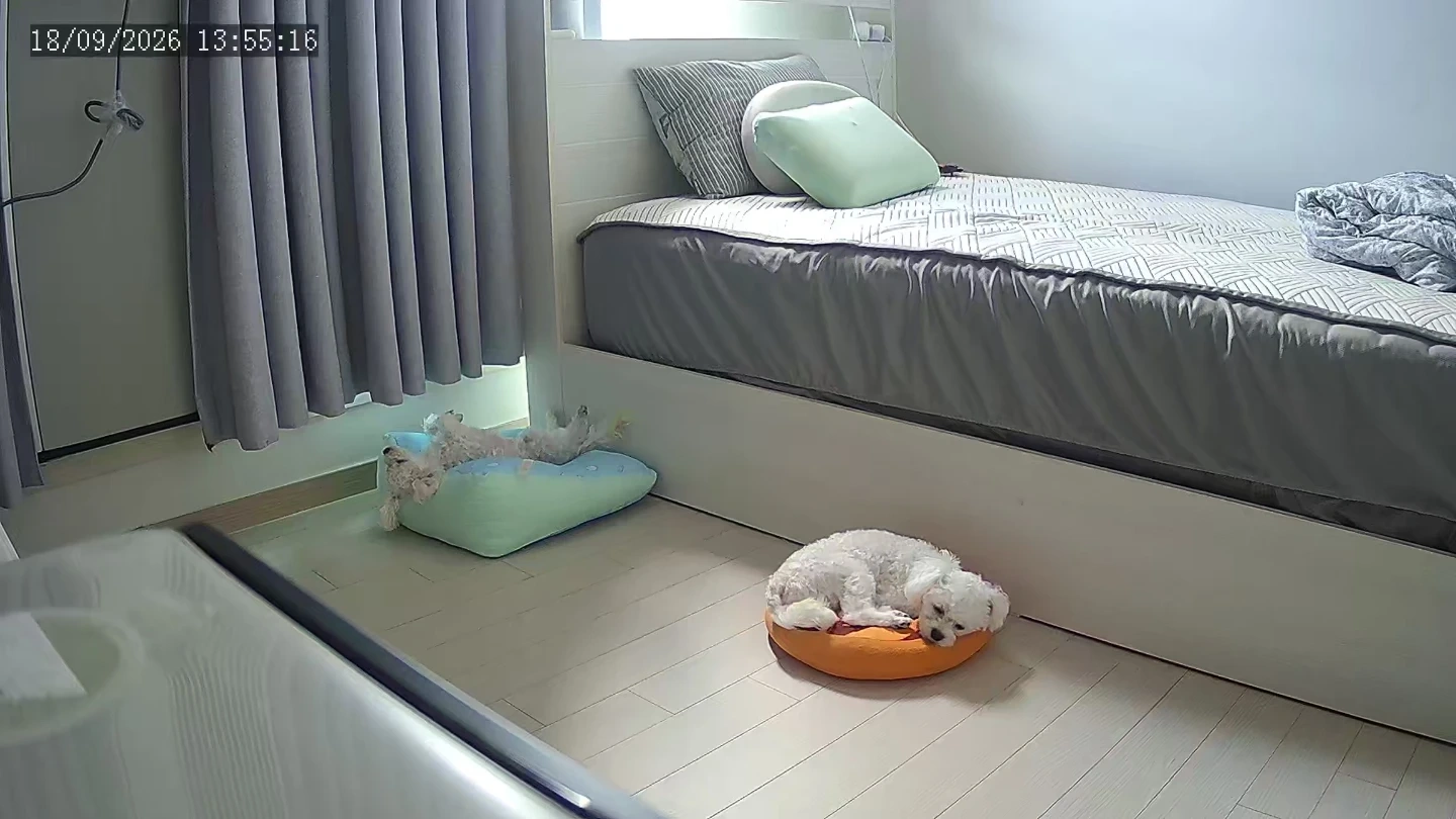비숑 강아지 목욕알바