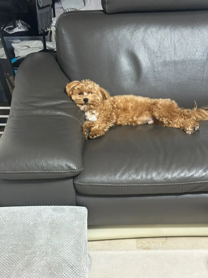 10개월 강아지 돌봐주실분