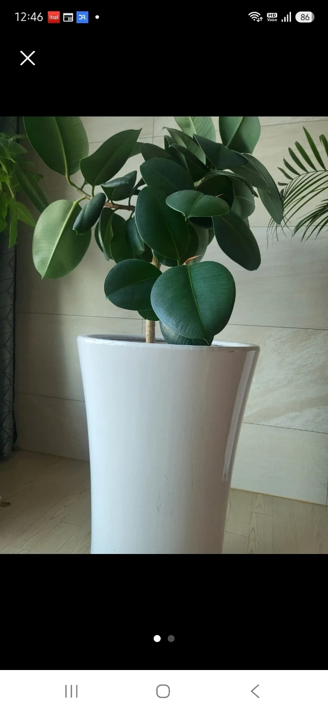 화분옮겨주실분