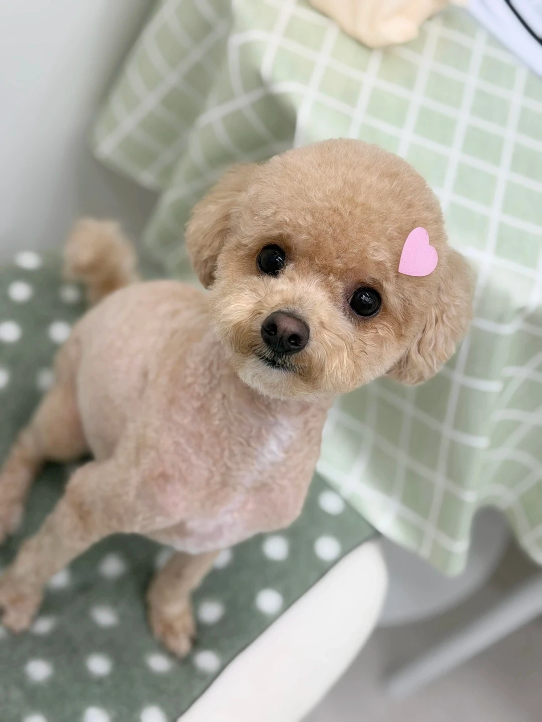강아지산책해주실분