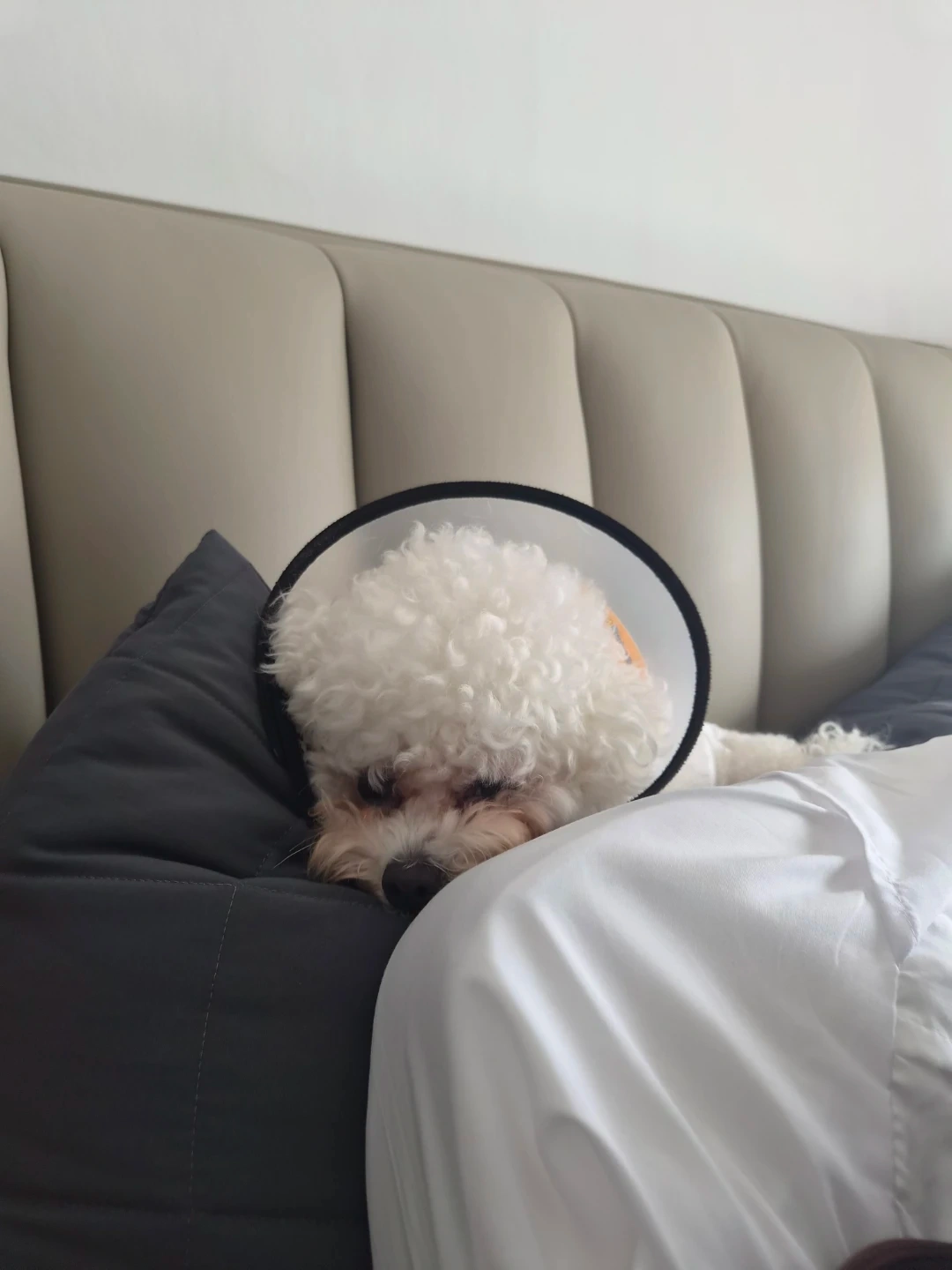 20일 저녁부터 24일 오후,저녁 전까지 강아지 돌봄