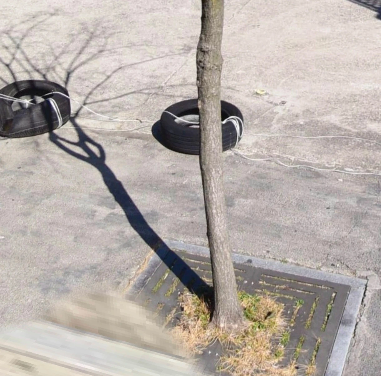 식재.옴겨주실분
