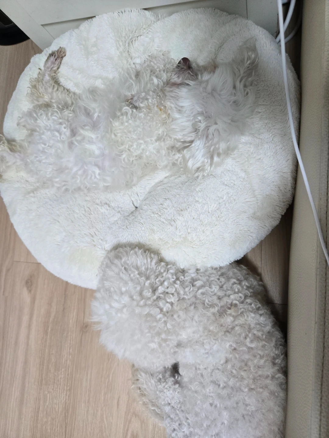 개밥주기 개산책알바