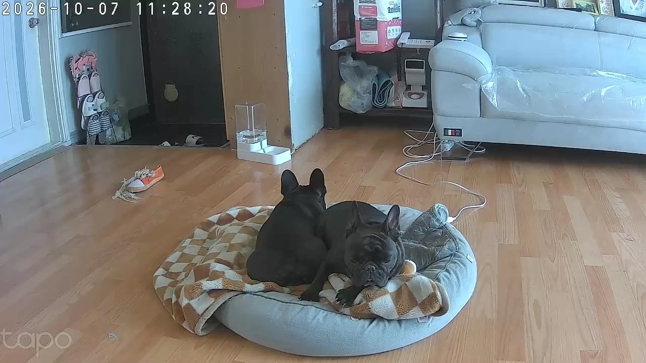강아지 산책해주실분