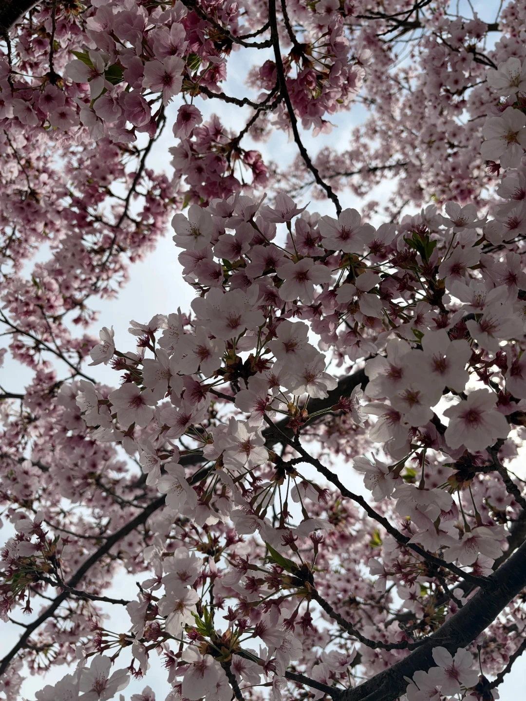 영어 과외 선생님 구해요