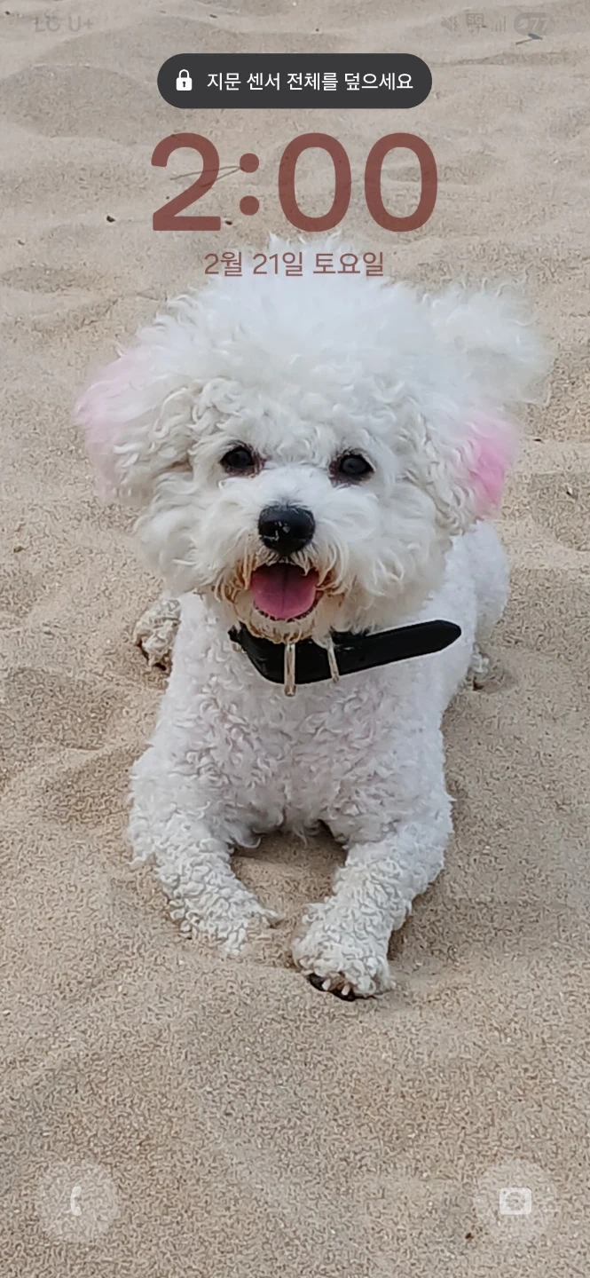 10월9~11일 강아지 돌봄 가능하신분