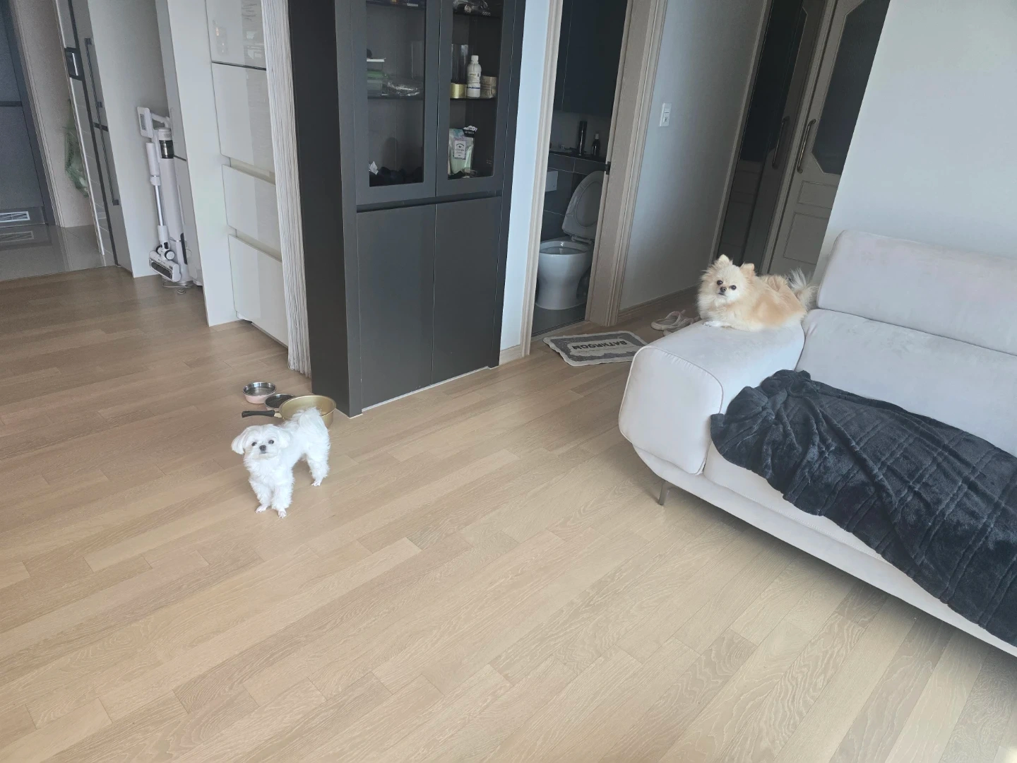 강아지 케어 및 돌봄(산책 및 목욕)