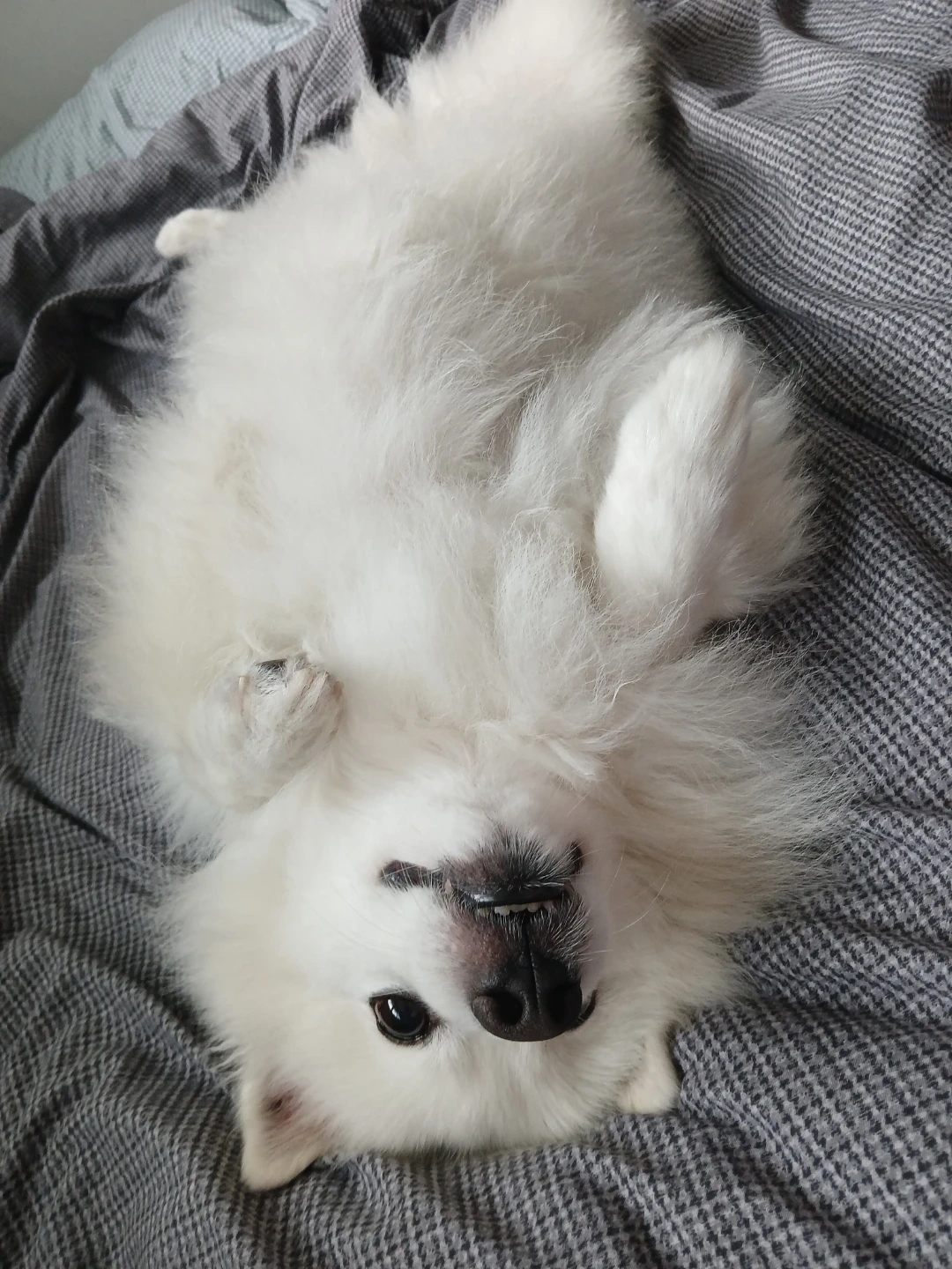 강아지 흥분도 낮추는 훈련 도와줄 친구 강아지 구해요