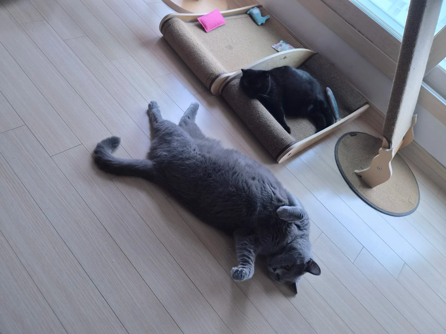 효천2지구 고양이두마리 펫시터 구합니다