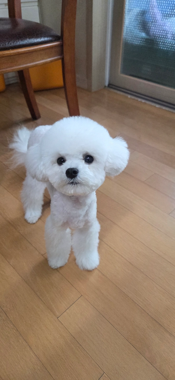 강아지 돌봄