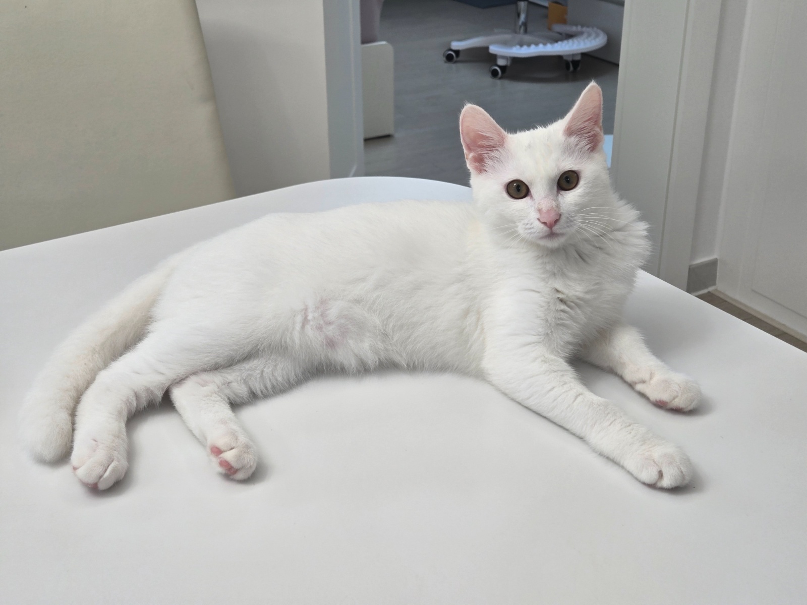 고양이 탁묘 맡아주실분 2개월 20만원 드려요 공고 썸네일