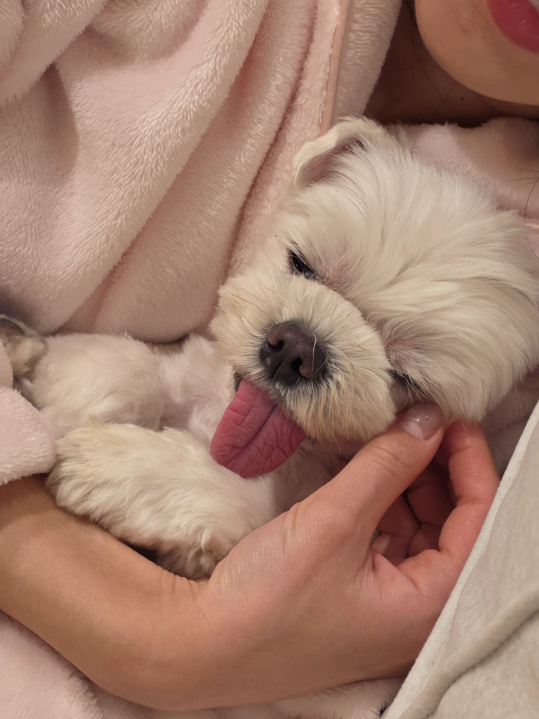 강아지 오후-저녁 시간 잠깐 돌봐주실 분