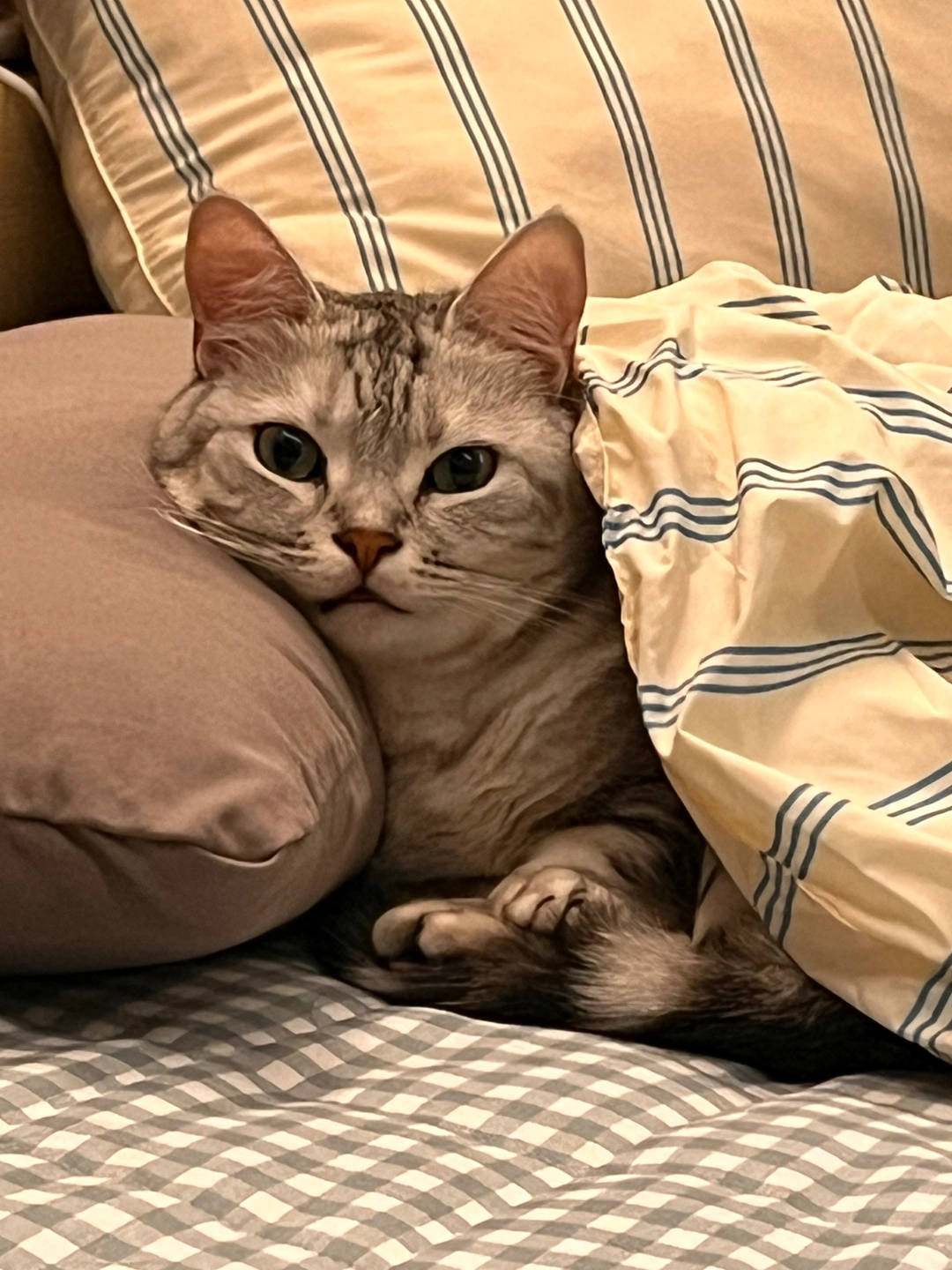 금일 저녁 !! 고양이 2마리 반려동물 돌봄