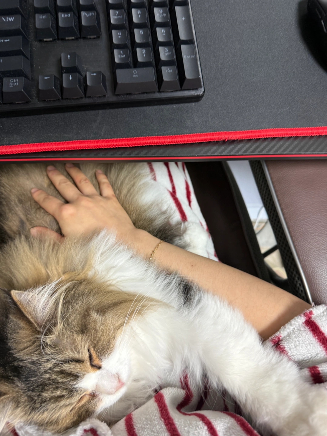 고양이 화장실 치워주기 놀아주기
