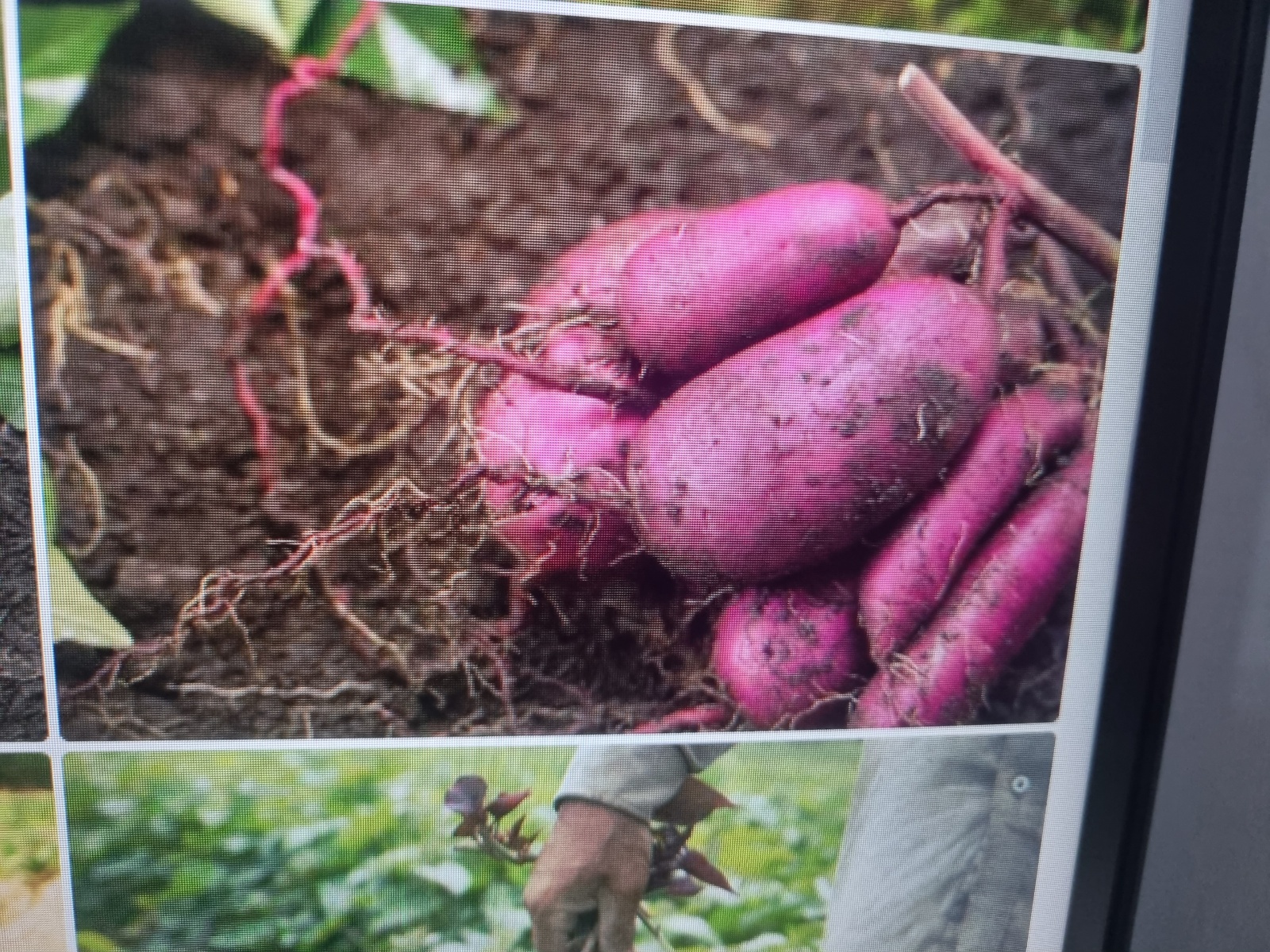 농산물배송밎장업무오전6시부터오전12까지시간조절가능 공고 썸네일