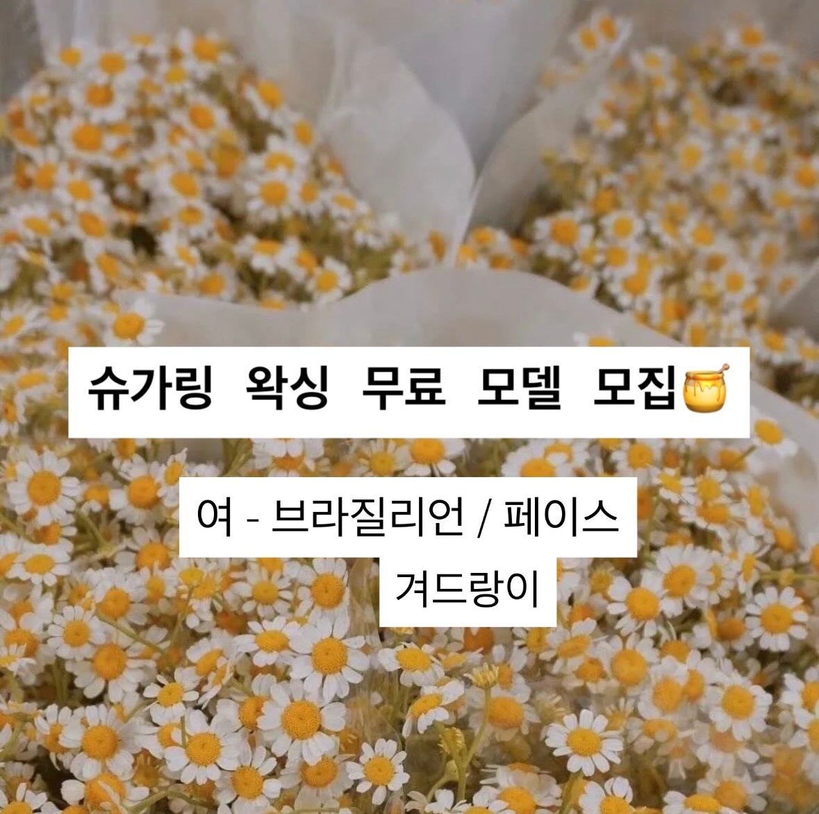 슈가링 왁싱 무료 모델 모집합니다 공고 썸네일