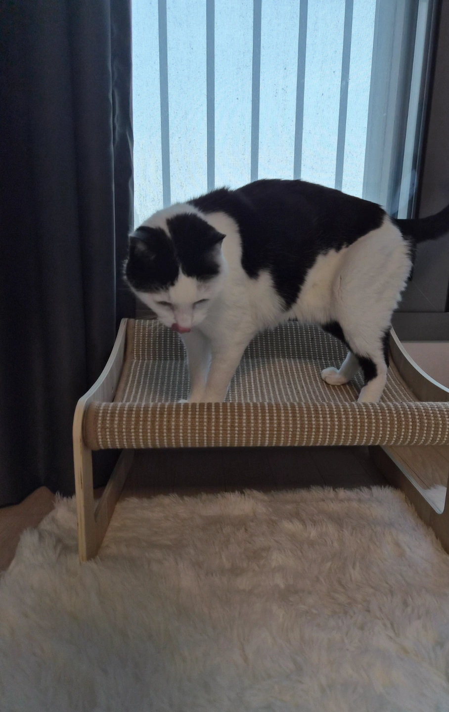 여행중 고양이 방문탁묘 구합니다