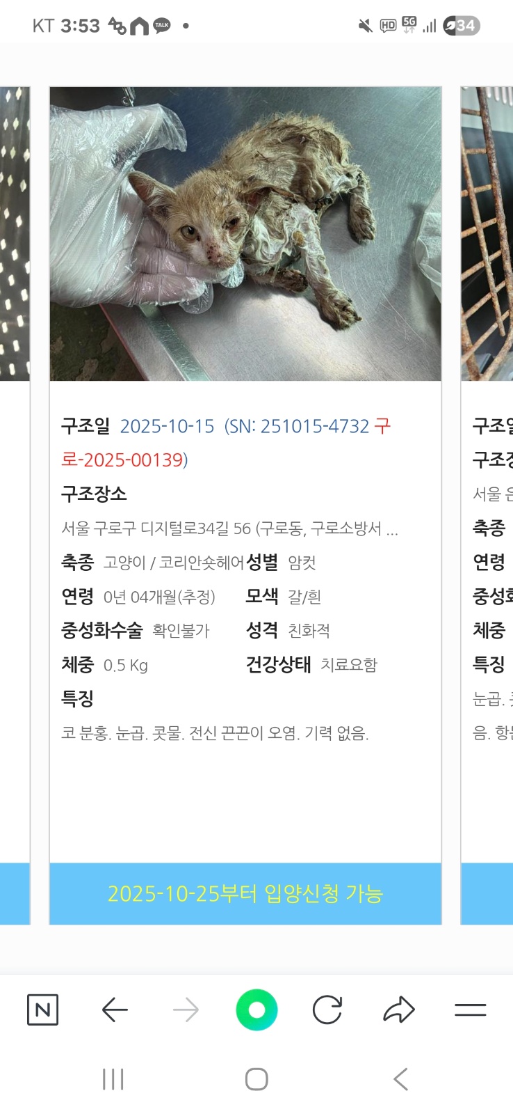 양주에서 약수로 고양이 보호소에서 빼와주실 분. 공고 썸네일